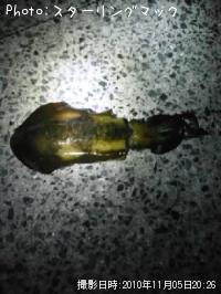 �����ꥤ��