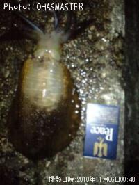 ¥¢¥ª¥ê¥¤¥«