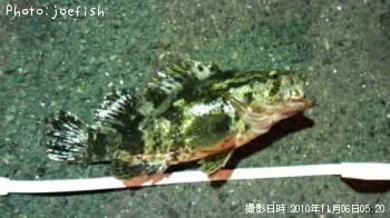 ¥Ù¥Ã¥³¥¦¥¾¥¤