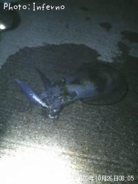 �����ꥤ��