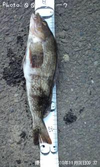 �����ʥ�