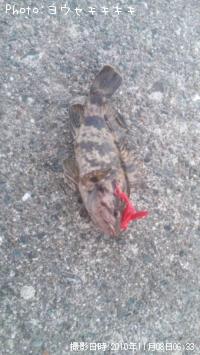 タケノコメバル