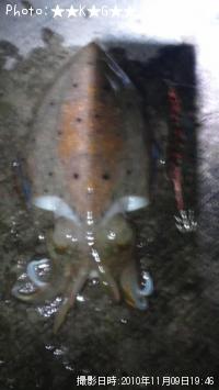 ���֥���