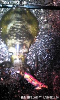 ¥¢¥ª¥ê¥¤¥«