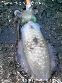 �����ꥤ��