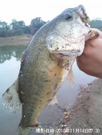 ¥Ö¥é¥Ã¥¯¥Ð¥¹