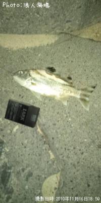 ¥¯¥ï¥¬¥Ê¡¼