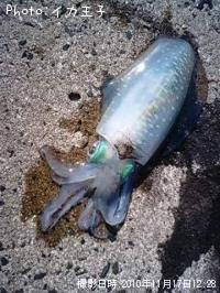 ¥¢¥ª¥ê¥¤¥«