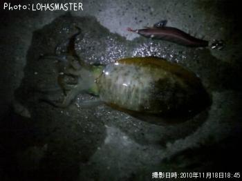 �����ꥤ��