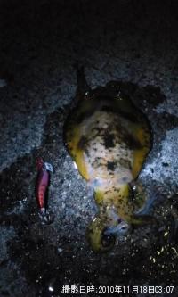 ¥¢¥ª¥ê¥¤¥«