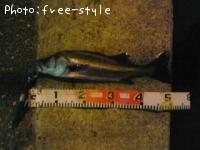 £Ó£å£á£Â£á£ó£ó