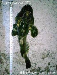 ¥È¥²¥«¥¸¥«