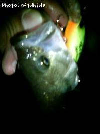 ¥Ö¥é¥Ã¥¯¥Ð¥¹