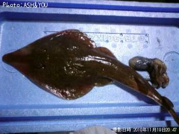 ¥µ¥«¥¿¥¶¥á