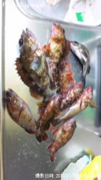 ¥«¥µ¥´¡¡¥á¥Ð¥ë