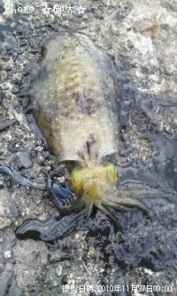 �����ꥤ��