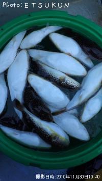 ショウサイふぐ