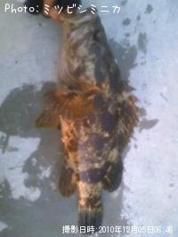 ¥¿¥±¥Î¥³¥á¥Ð¥ë