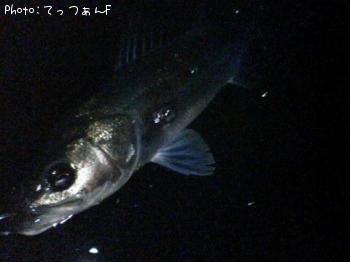 �ޥ륹����