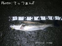 �ޥ륹����