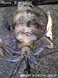 �����ꥤ��