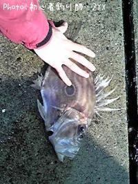 ¥Þ¥È¥¦¥À¥¤