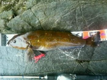 �����ʥ�