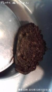 �ȥ����ꥬ��