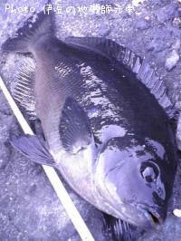 ¸ýÂÀ¥á¥¸¥Ê