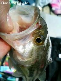 ¥Ö¥é¥Ã¥¯¥Ð¥¹