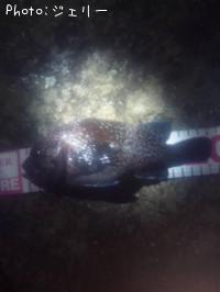 ¥¥Ä¥Í¥á¥Ð¥ë