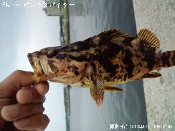 ¥Ù¥Ã¥³¥¦¥¾¥¤