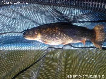 �֥�å��ȥ饦��