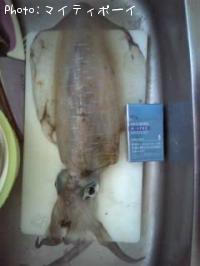 �����ꥤ��