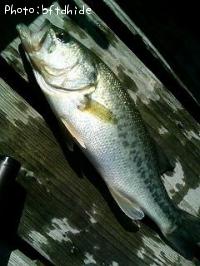 ¥Ö¥é¥Ã¥¯¥Ð¥¹