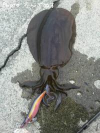 �����ꥤ��