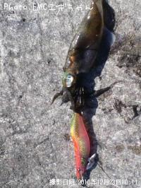 ¥¢¥ª¥ê¥¤¥«