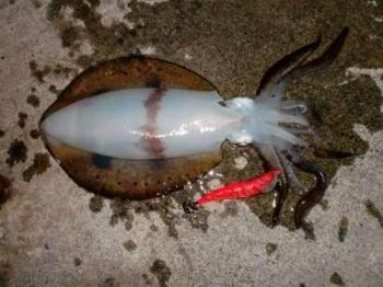 ¥¢¥ª¥ê¥¤¥«