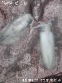 �����ꥤ��