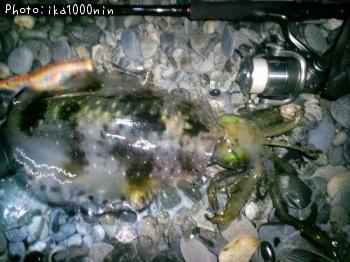 ¥¢¥ª¥ê¥¤¥«