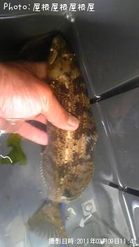 アイナメちゃん