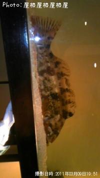 アイナメちゃん