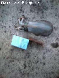 ¥¢¥ª¥ê¥¤¥«