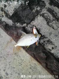 ����䥬����