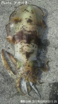 ¥¢¥ª¥ê¥¤¥«