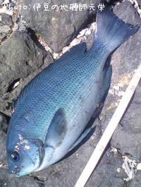 ¸ýÂÀ¥á¥¸¥Ê