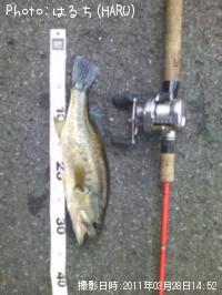 �֥�å��Х�