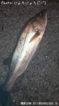 ¡Ê¡°¡°¡Ë¥Á¡¼¥Ð¥¹