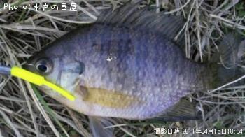 ø¿å¥á¥Ð¥ë¡Ê¾Ð¡Ë