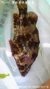 ¥«¥µ¥´¡¡¥®¥ó¥Ý